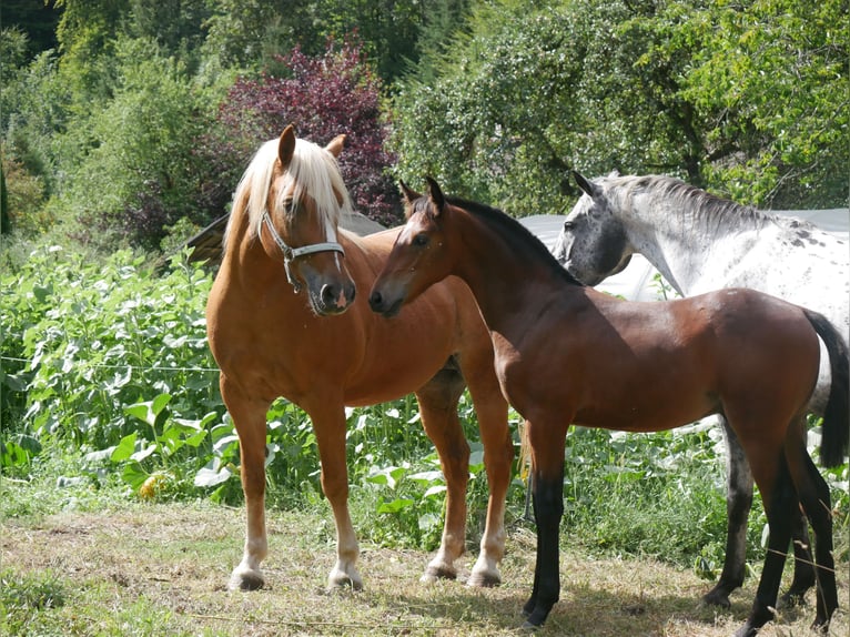 Lusitano Mix Stallone Puledri (05/2026) 158 cm Baio in Geretsried