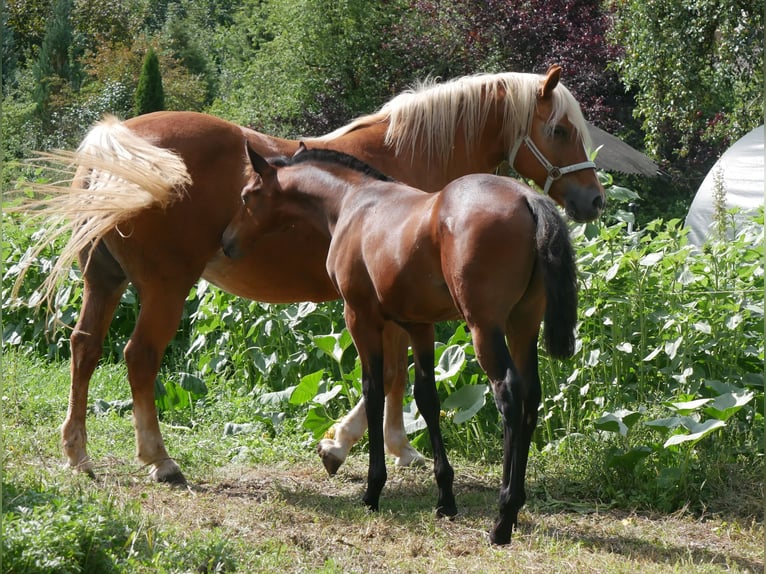Lusitano Mix Stallone Puledri (05/2026) 158 cm Baio in Geretsried