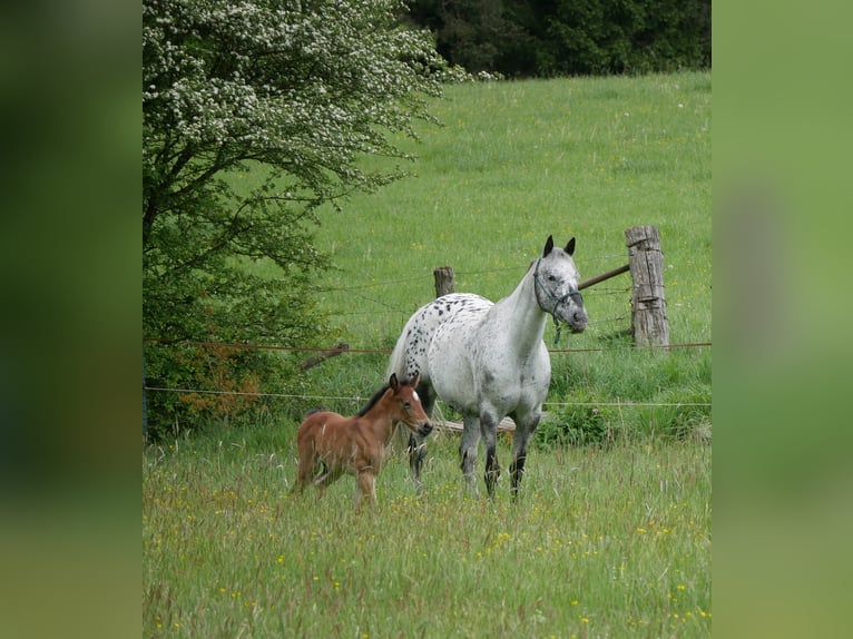 Lusitano Mix Stallone Puledri (05/2026) 158 cm Baio in Geretsried