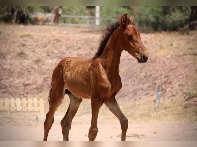 Lusitano Mix Stallone  160 cm Baio in Valencia