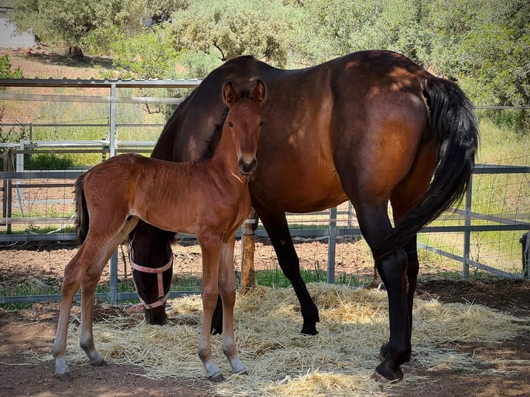 Lusitano Mix Stallone  160 cm Baio in Valencia