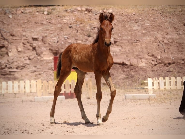 Lusitano Mix Stallone  160 cm Baio in Valencia