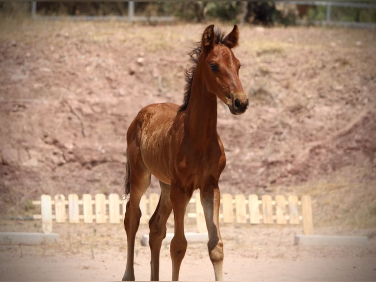 Lusitano Mix Stallone  160 cm Baio in Valencia