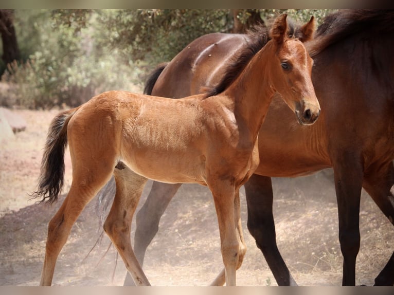 Lusitano Mix Stallone  160 cm Baio in Valencia