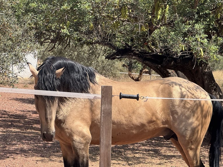 Lusitano Mix Stallone  160 cm Baio in Valencia