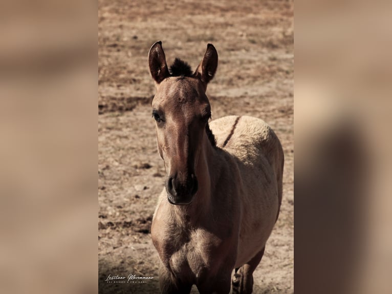 Lusitano Stallone Puledri (04/2025) 160 cm Falbo in Ribeira de S&#xE3;o Jo&#xE3;o