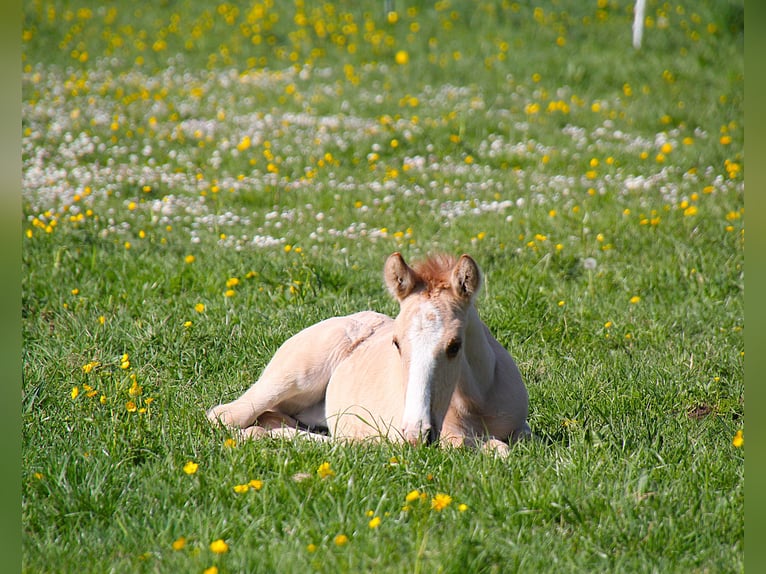 Lusitano Stallone Puledri (03/2025) 160 cm Red dun in Fuchstal