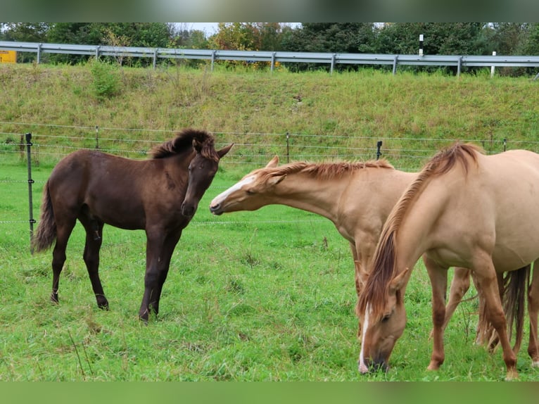 Lusitano Stallone Puledri (03/2025) 160 cm Red dun in Fuchstal