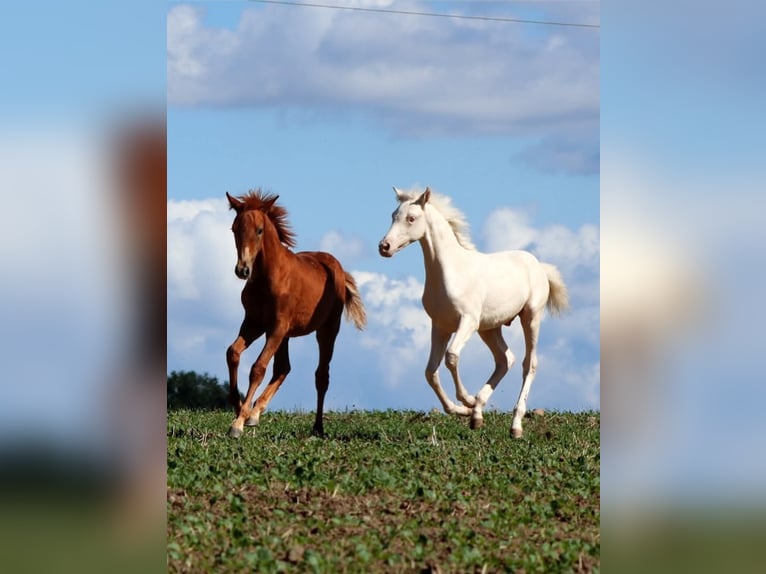 Lusitano Mix Stallone Puledri (05/2025) 160 cm Sauro in Zettemin