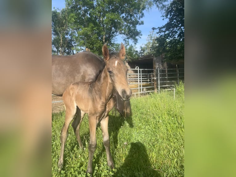 Lusitano Stallone Puledri (05/2024) 162 cm Pelle di daino in Egenhofenenh