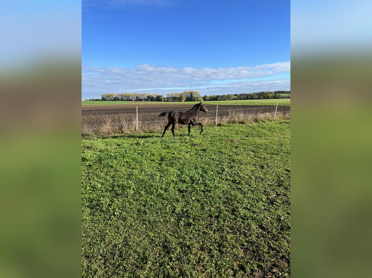 Lusitano Stallone Puledri (05/2024) 162 cm Pelle di daino in Egenhofenenh