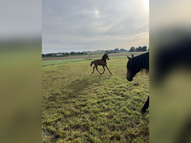 Lusitano Stallone Puledri (05/2024) 162 cm Pelle di daino in Egenhofenenh