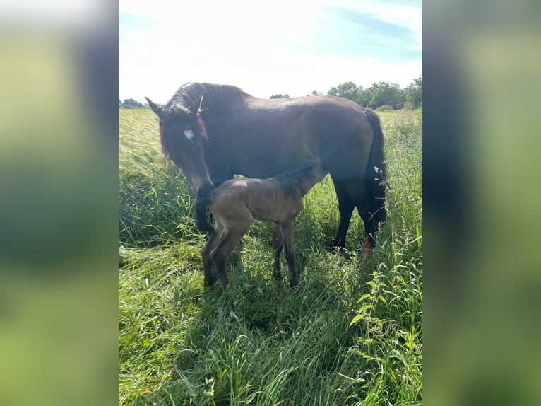 Lusitano Stallone Puledri (05/2024) 162 cm Pelle di daino in Egenhofenenh