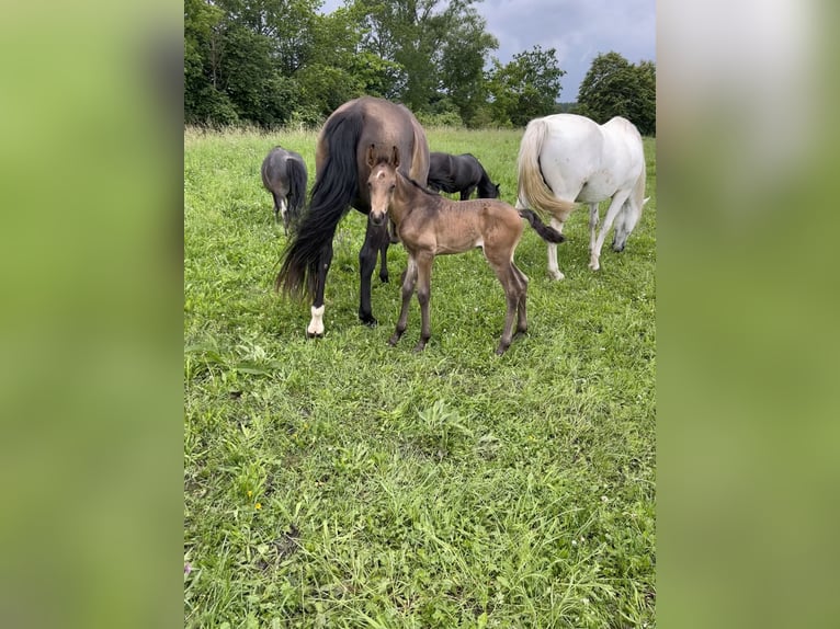 Lusitano Stallone Puledri (05/2024) 162 cm Pelle di daino in Egenhofenenh