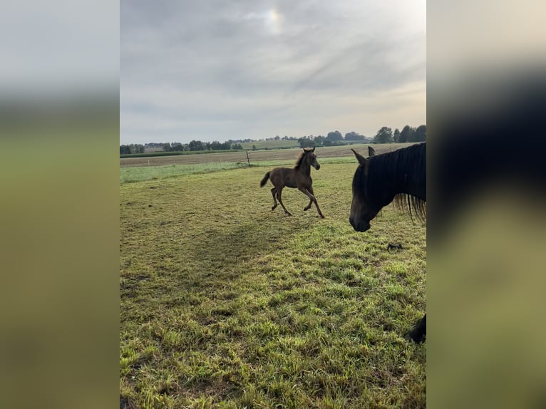 Lusitano Stallone Puledri (05/2024) 162 cm Pelle di daino in Egenhofenenh