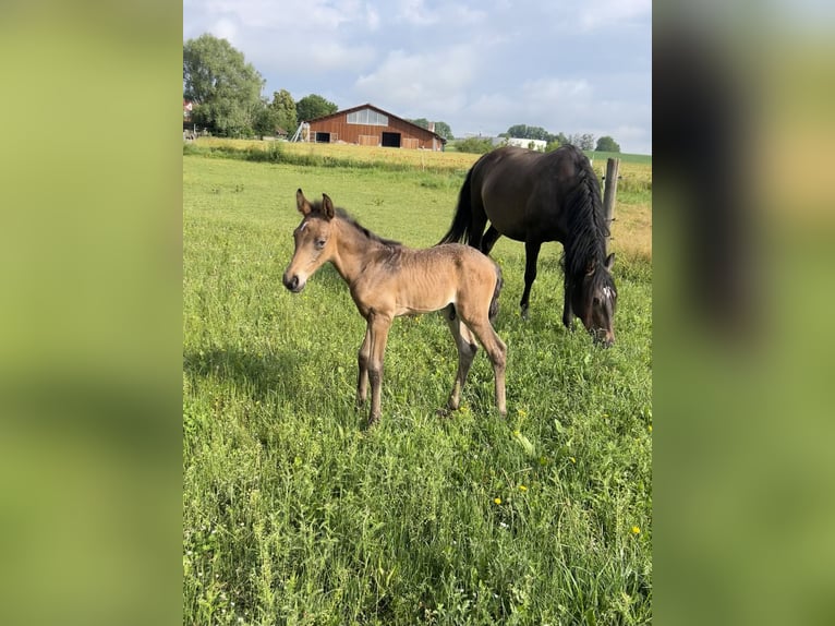 Lusitano Stallone Puledri (05/2024) 162 cm Pelle di daino in Egenhofenenh