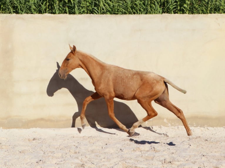 Lusitano Stallone Puledri (01/2024) 163 cm Palomino in Rio Maior