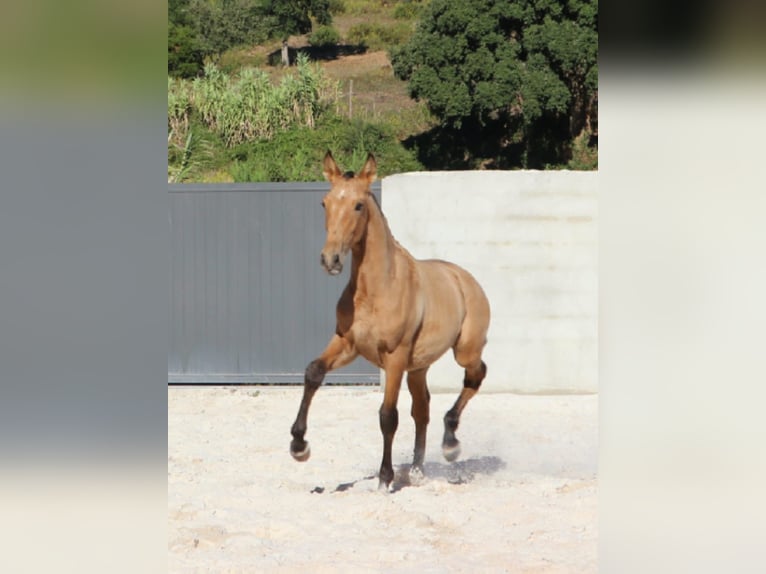 Lusitano Stallone Puledri (03/2024) 163 cm Pelle di daino in Rio-Maior