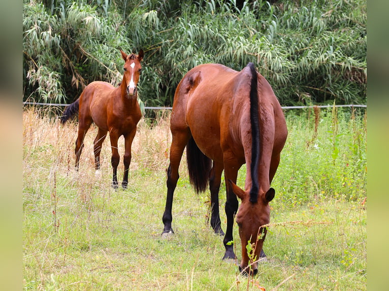 Lusitano Stallone Puledri (03/2026) 164 cm Baio in Crvalhais
