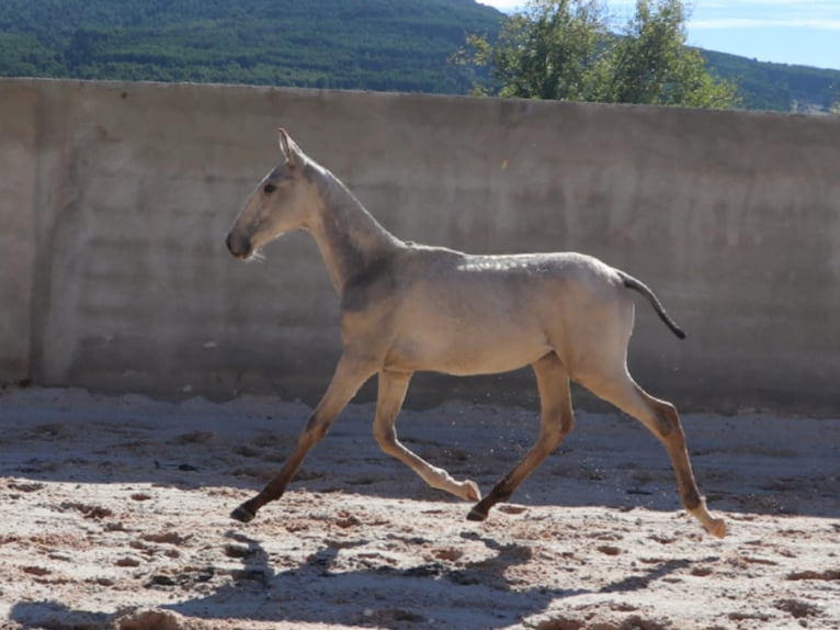Lusitano Stallone Puledri (04/2025) 164 cm Pelle di daino in Torres Vedras