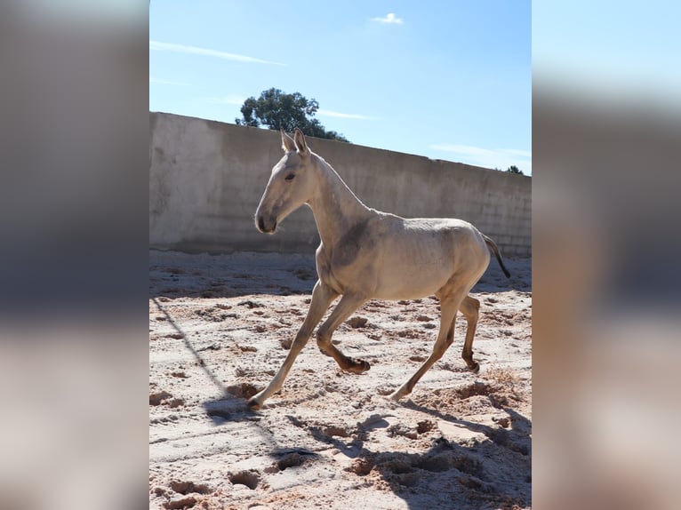 Lusitano Stallone Puledri (04/2025) 164 cm Pelle di daino in Torres Vedras