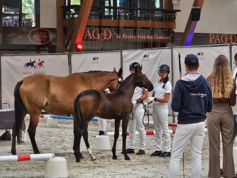 Lusitano Stallone Puledri (05/2026) 165 cm Baio scuro in Pleyben