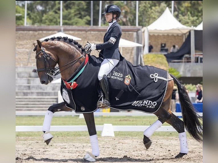 Lusitano Stallone Puledri (04/2026) 166 cm Pelle di daino in FuchstalFuchstal