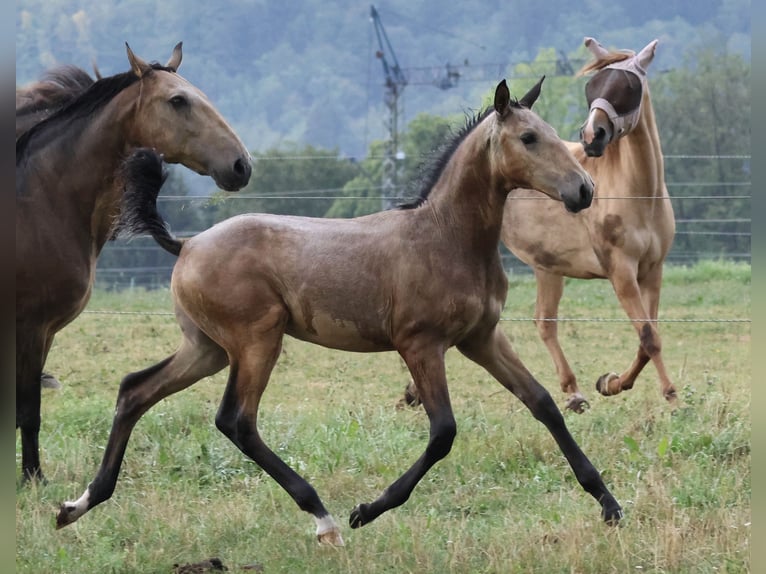 Lusitano Stallone Puledri (04/2026) 166 cm Pelle di daino in FuchstalFuchstal