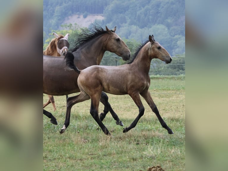 Lusitano Stallone Puledri (04/2026) 166 cm Pelle di daino in FuchstalFuchstal