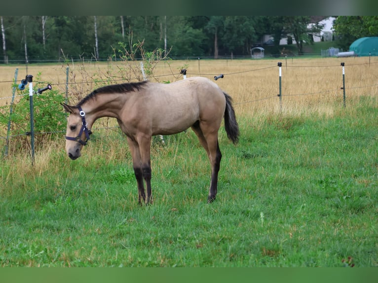Lusitano Stallone Puledri (04/2026) 166 cm Pelle di daino in FuchstalFuchstal