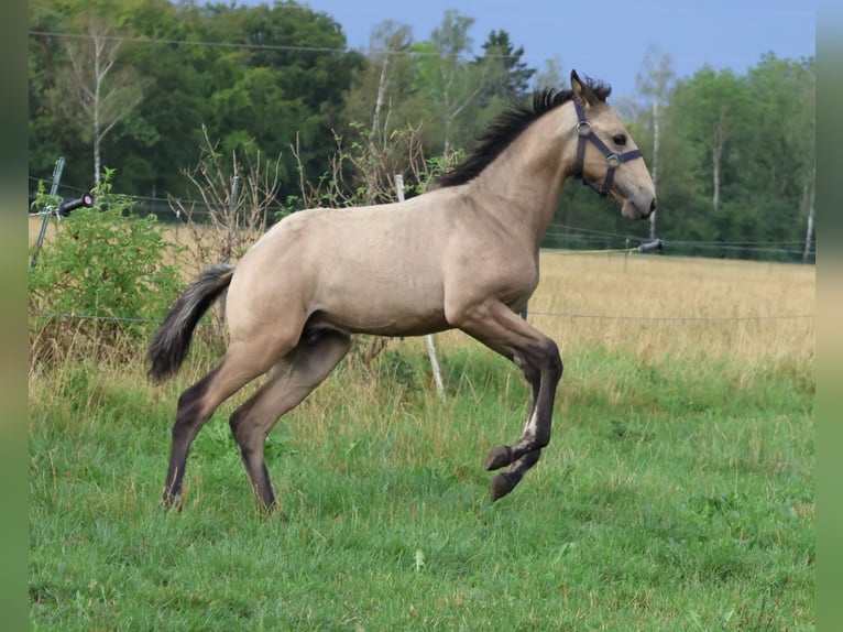 Lusitano Stallone Puledri (04/2026) 166 cm Pelle di daino in FuchstalFuchstal
