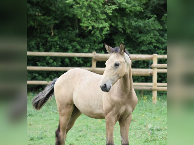 Lusitano Stallone Puledri (04/2026) 166 cm Pelle di daino in FuchstalFuchstal