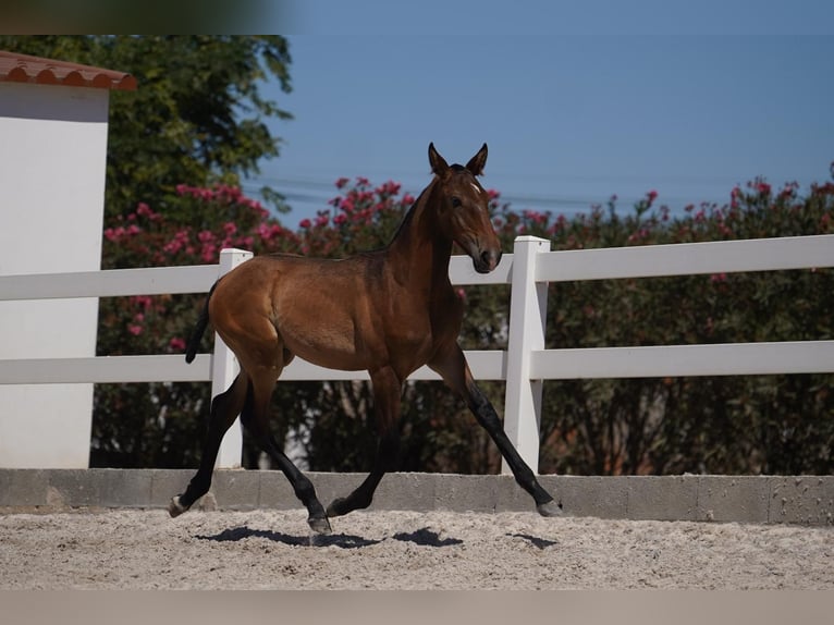 Lusitano Stallone Puledri (01/2024) Baio in Agua Derramada