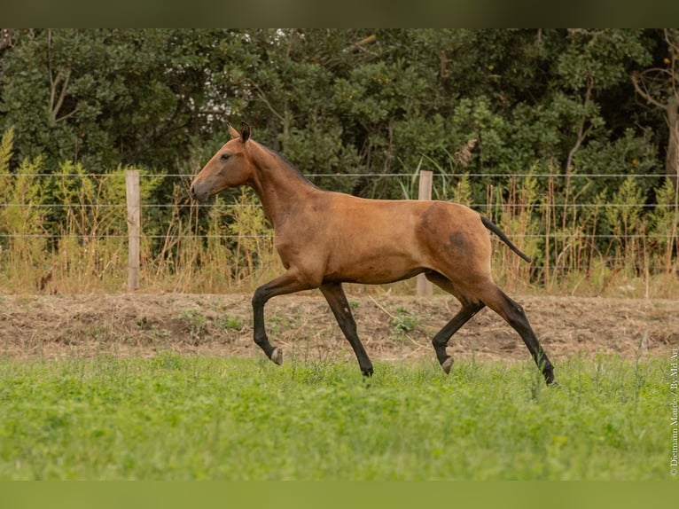 Lusitano Stallone Puledri (02/2024) Baio in Arles