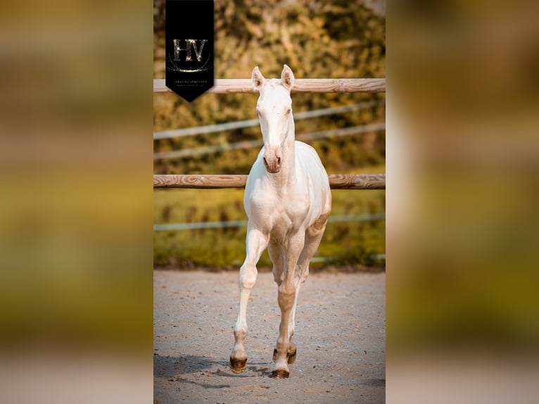 Lusitano Stallone Puledri (05/2025) Cremello in Marly-sous-Issy Lusitano Stallone Puledri (05/2025) Cremello in Marly-sous-Issy