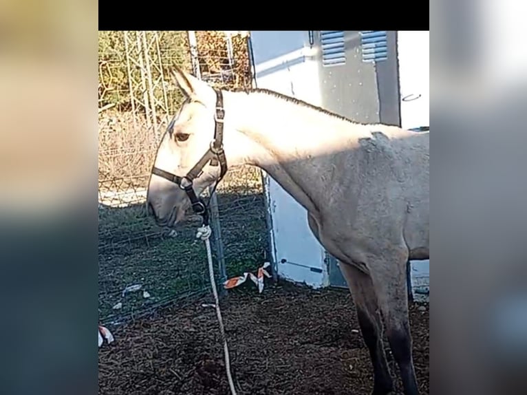 Lusitano Stallone  Falbo in Las Piñas