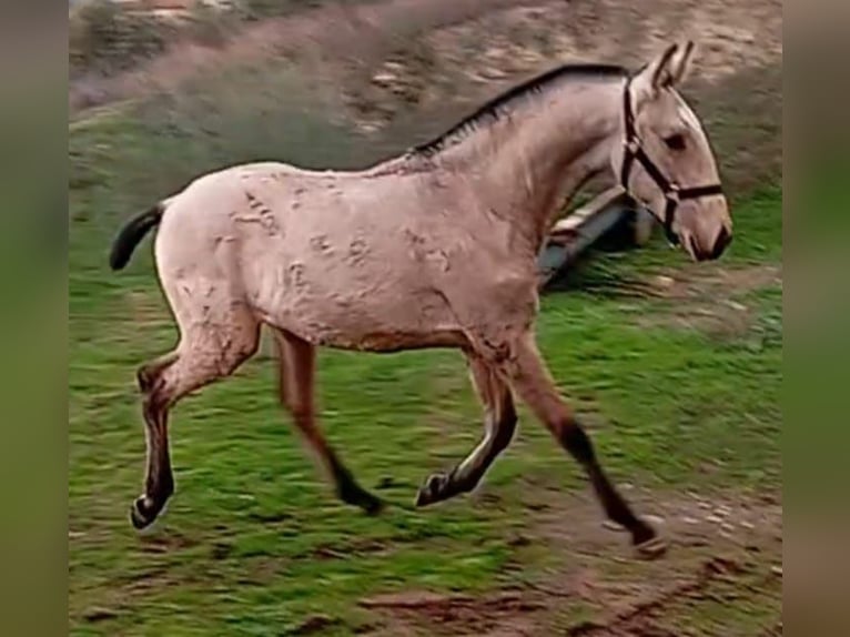 Lusitano Stallone  Falbo in Las Piñas