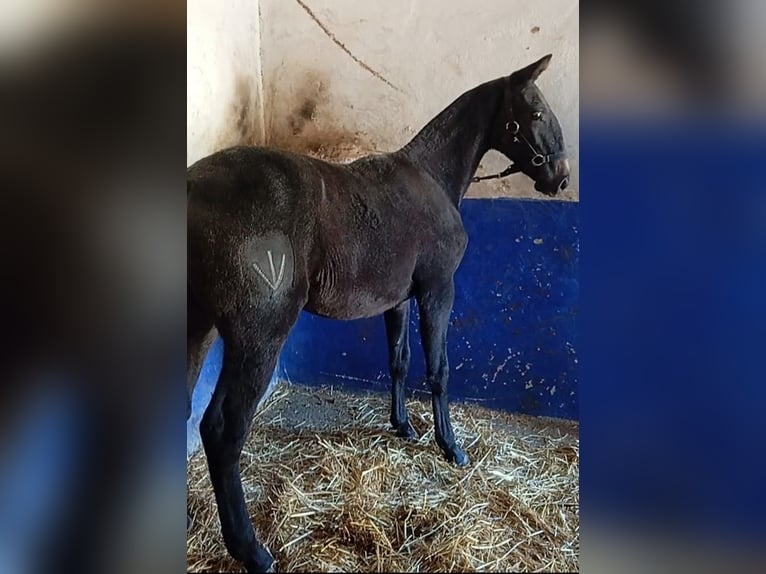 Lusitano Stallone  Grigio in Las Piñas