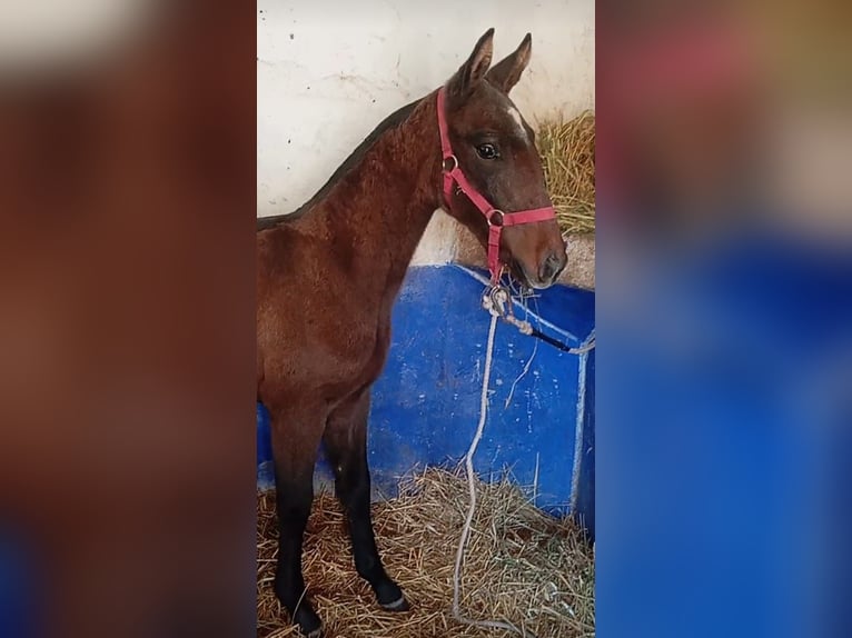 Lusitano Stallone  Grigio in Las Piñas