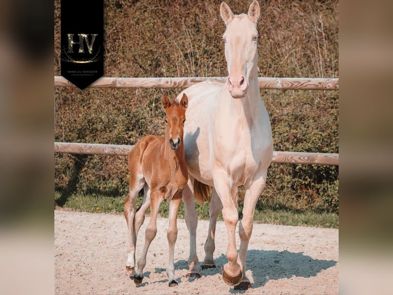 Lusitano Stallone Puledri (01/2026) Pelle di daino in Grury