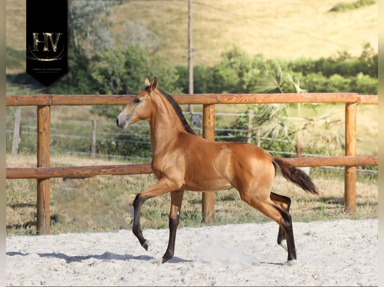Lusitano Stallone Puledri (01/2026) Pelle di daino in Grury