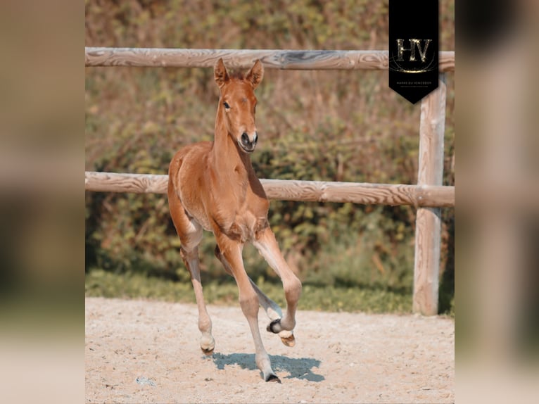 Lusitano Stallone Puledri (01/2026) Pelle di daino in Grury