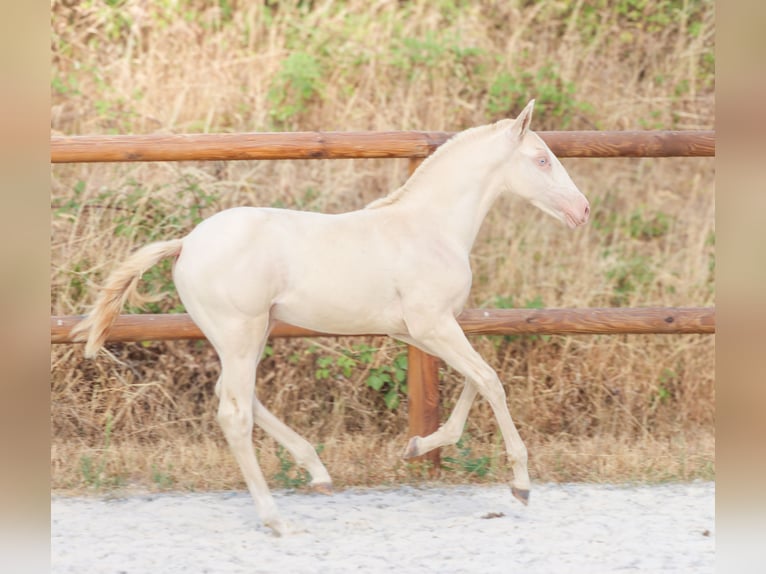 Lusitano Stallone Puledri (04/2026) Perlino in Grury