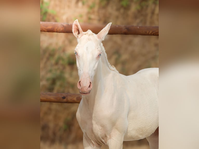Lusitano Stallone Puledri (04/2026) Perlino in Grury