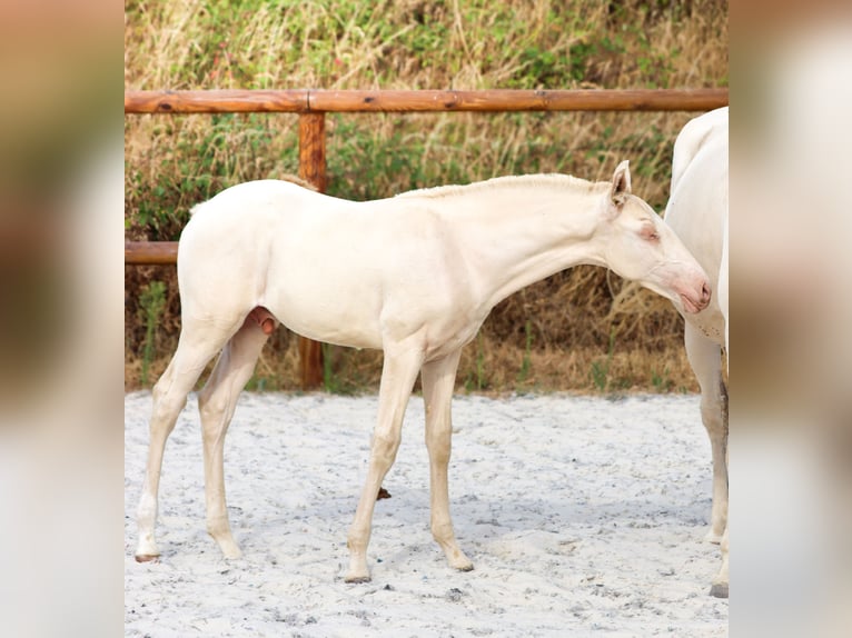 Lusitano Stallone Puledri (04/2026) Perlino in Grury
