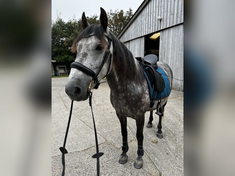 Lusitano Wałach 10 lat 151 cm Siwa jabłkowita in Westerland
