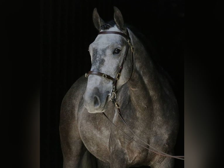 Lusitano Wałach 10 lat 151 cm Siwa jabłkowita in Westerland