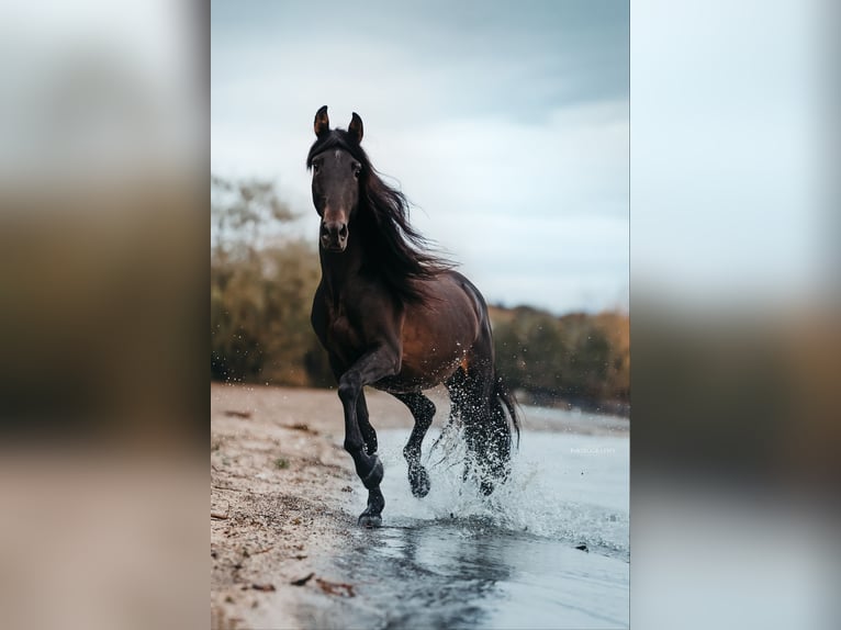 Lusitano Mix Wałach 10 lat 153 cm Ciemnogniada in Überlingen