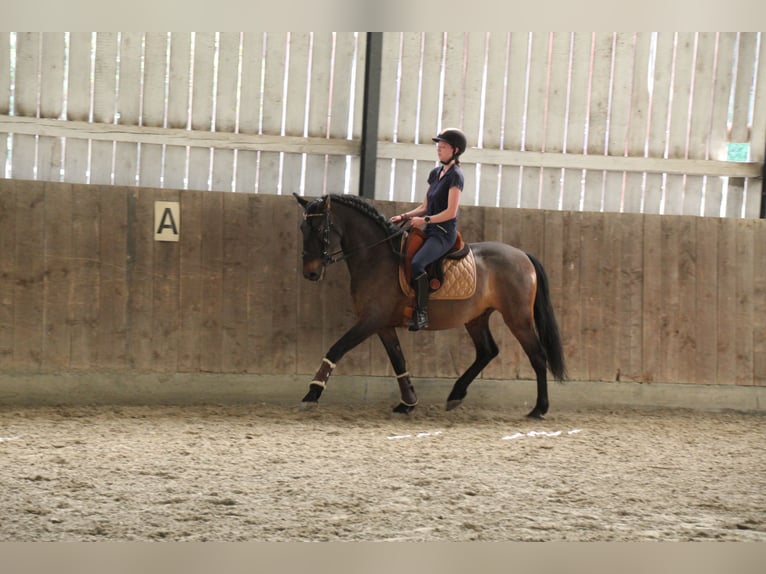 Lusitano Mix Wałach 10 lat 153 cm Ciemnogniada in Überlingen