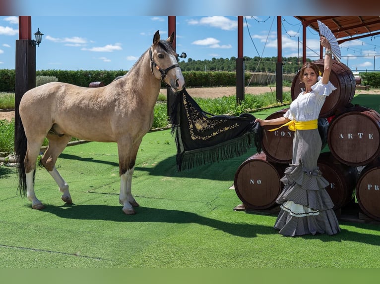 Lusitano Mix Wałach 10 lat 157 cm Bułana in Rueda